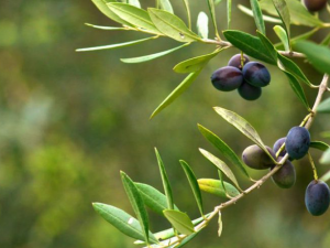 Zeytin Gübresi